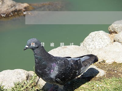 网贷逾期过多久可以恢复征信 网贷逾期过多久可以恢复征信