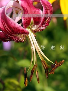 网贷逾期过捷信还能过吗