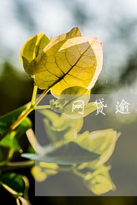 网贷逾期过现在还能办理信用卡不 网贷逾期过现在还能办理信用卡不