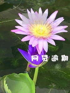 网贷逾期过的车贷能过么 网贷逾期过的车贷能过么