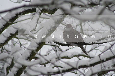 网贷逾期过能分期买手机吗 网贷逾期过能分期买手机吗