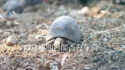 网贷逾期过能否办车贷 网贷逾期过能否办车贷