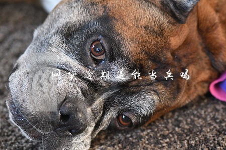 网贷逾期过能当兵吗 网贷逾期过能当兵吗
