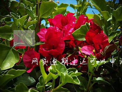 网贷逾期过还可以申请的网贷 网贷逾期过还可以申请的网贷
