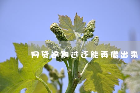 网贷逾期过还能再借出来吗 网贷逾期过还能再借出来吗