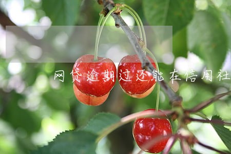 网贷逾期过还能在信用社 网贷逾期过还能在信用社