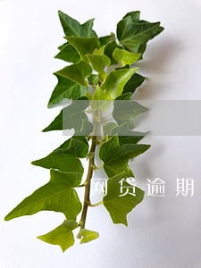 网贷逾期过还能申请车贷房贷么 网贷逾期过还能申请车贷房贷么