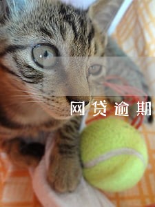 网贷逾期过高合法吗 网贷逾期过高合法吗