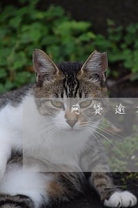 网贷逾期还上了还能办网贷吗