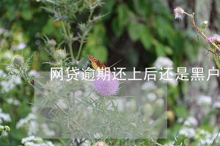 网贷逾期还上后还是黑户吗 网贷逾期还上后还是黑户吗