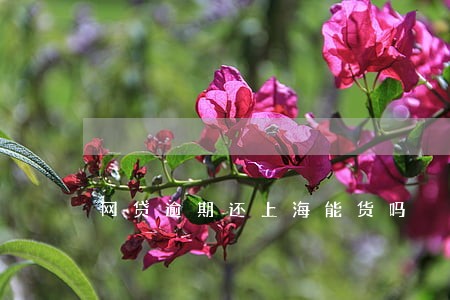 网贷逾期还上海能货吗 网贷逾期还上海能货吗