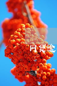网贷逾期还不上会加收罚金吗