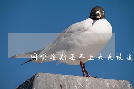 网贷逾期还不上天天被追债 网贷逾期还不上天天被追债