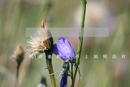 网贷逾期还不上如何应对催收 网贷逾期还不上如何应对催收