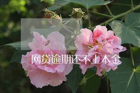 网贷逾期还不上本金 网贷逾期还不上本金