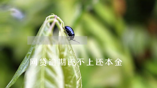 网贷逾期还不上还本金 网贷逾期还不上还本金