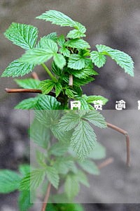 网贷逾期还不起可以做担保吗 网贷逾期还不起可以做担保吗