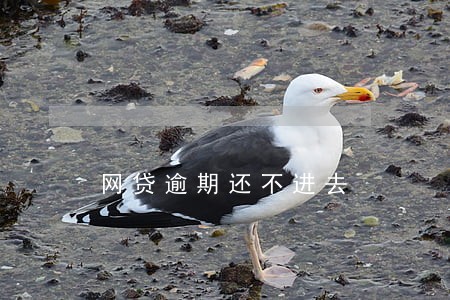 网贷逾期还不进去 网贷逾期还不进去