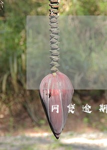 网贷逾期还了不消记录 网贷逾期还了不消记录