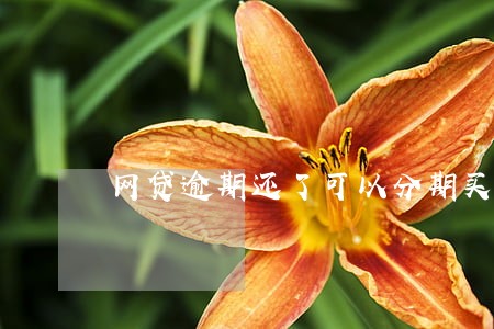 网贷逾期还了可以分期买车吗 网贷逾期还了可以分期买车吗