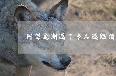 网贷逾期还了多久还能借钱 网贷逾期还了多久还能借钱