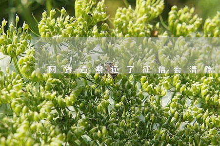 网贷逾期还了征信会清除