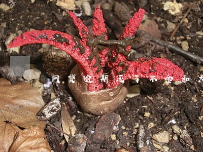 网贷逾期还了本金和大部分利息 网贷逾期还了本金和大部分利息