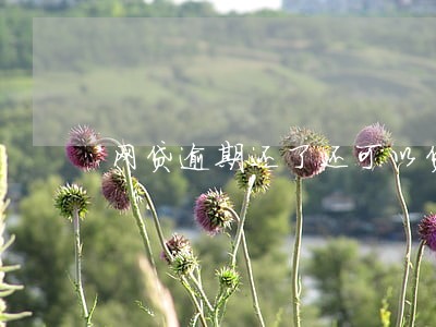 网贷逾期还了还可以贷吗 网贷逾期还了还可以贷吗