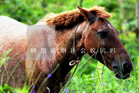 网贷逾期还会收房吗 网贷逾期还会收房吗