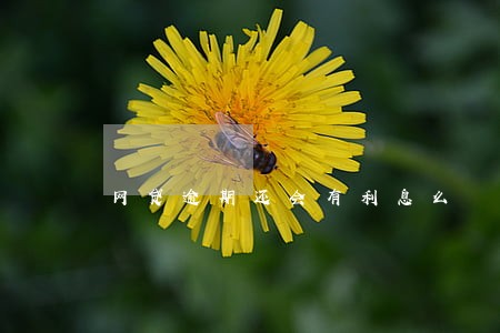 网贷逾期还会有利息么