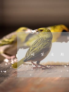 网贷逾期还可以 网贷逾期还可以