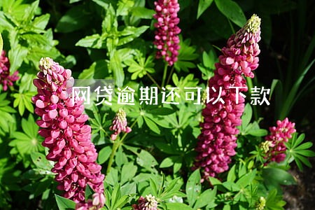 网贷逾期还可以下款 网贷逾期还可以下款