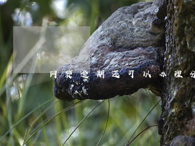 网贷逾期还可以办理分期么 网贷逾期还可以办理分期么