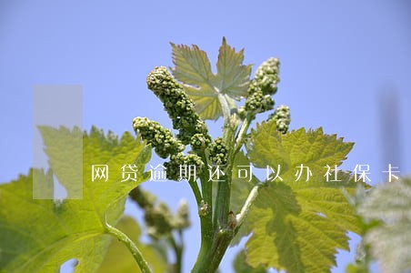 网贷逾期还可以办社保卡吗 网贷逾期还可以办社保卡吗