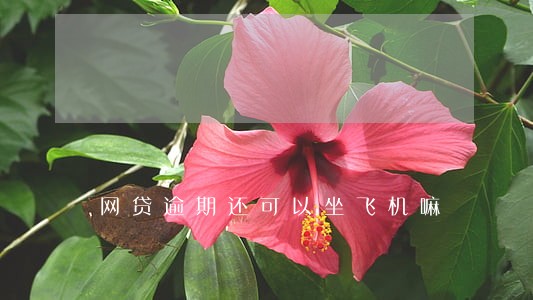 网贷逾期还可以坐飞机嘛 网贷逾期还可以坐飞机嘛