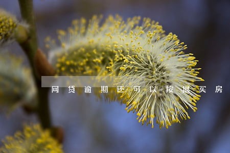网贷逾期还可以按揭买房吗 网贷逾期还可以按揭买房吗