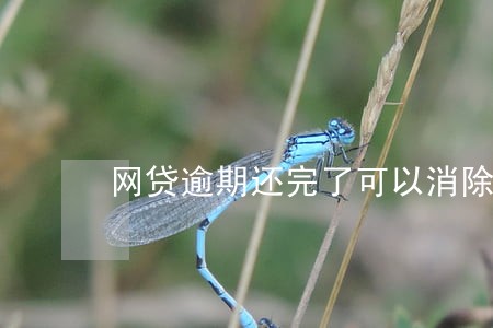 网贷逾期还完了可以消除征信吗 网贷逾期还完了可以消除征信吗
