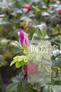 网贷逾期还完后多久 网贷逾期还完后多久