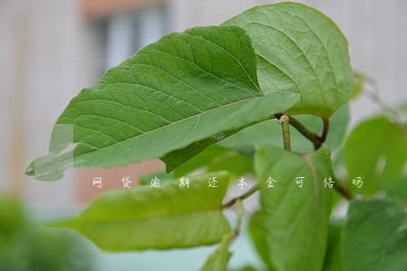 网贷逾期还本金可信吗 网贷逾期还本金可信吗