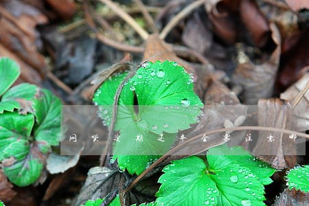 网贷逾期还本金需注意哪些 网贷逾期还本金需注意哪些