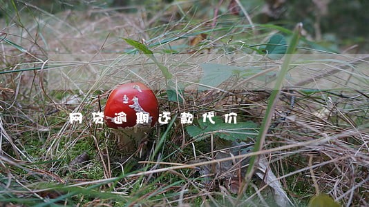 网贷逾期还款代价 网贷逾期还款代价