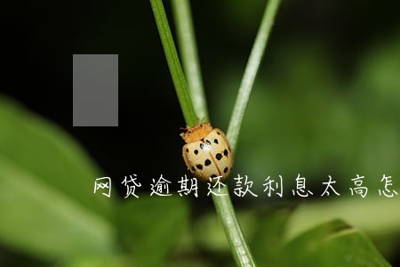 网贷逾期还款利息太高怎么办 网贷逾期还款利息太高怎么办