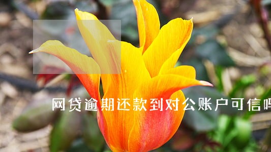 网贷逾期还款到对公账户可信吗 网贷逾期还款到对公账户可信吗