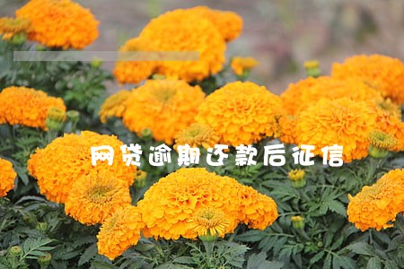 网贷逾期还款后征信 网贷逾期还款后征信
