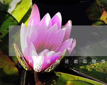 网贷逾期还款后短信限高令 网贷逾期还款后短信限高令