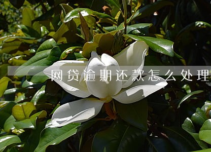 网贷逾期还款怎么处理