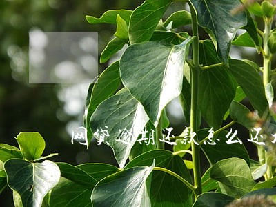 网贷逾期还款怎么还大侠 网贷逾期还款怎么还大侠