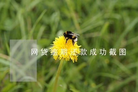 网贷逾期还款成功截图 网贷逾期还款成功截图