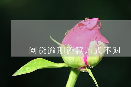网贷逾期还款方式不对