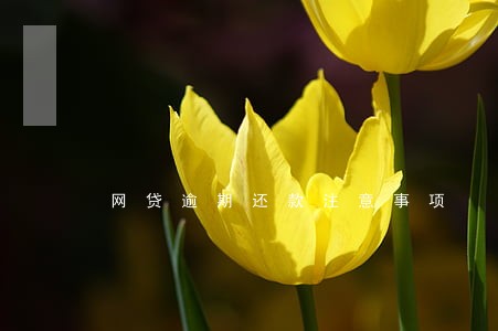 网贷逾期还款注意事项 网贷逾期还款注意事项